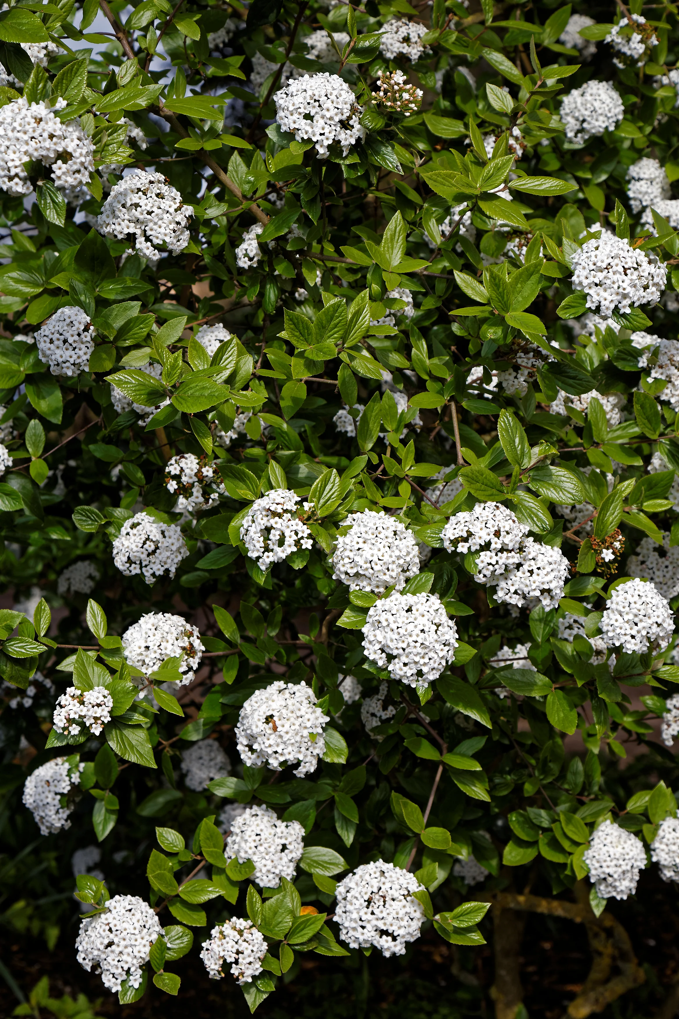 Viburnum burkw. Anne Russell  50-60 CM C5 - Image 4