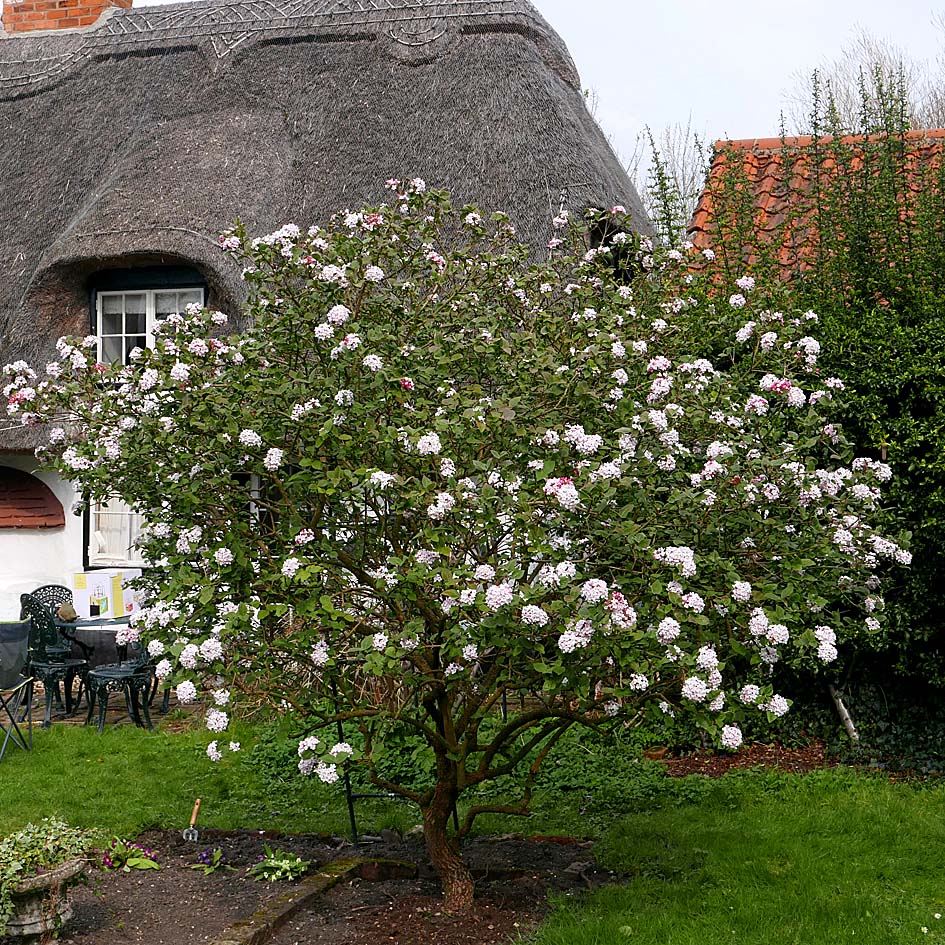 Viburnum burkwoodii