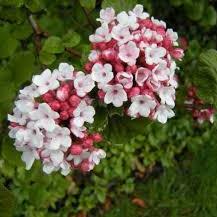 Viburnum carlesii Aurora 40-50 CM C5