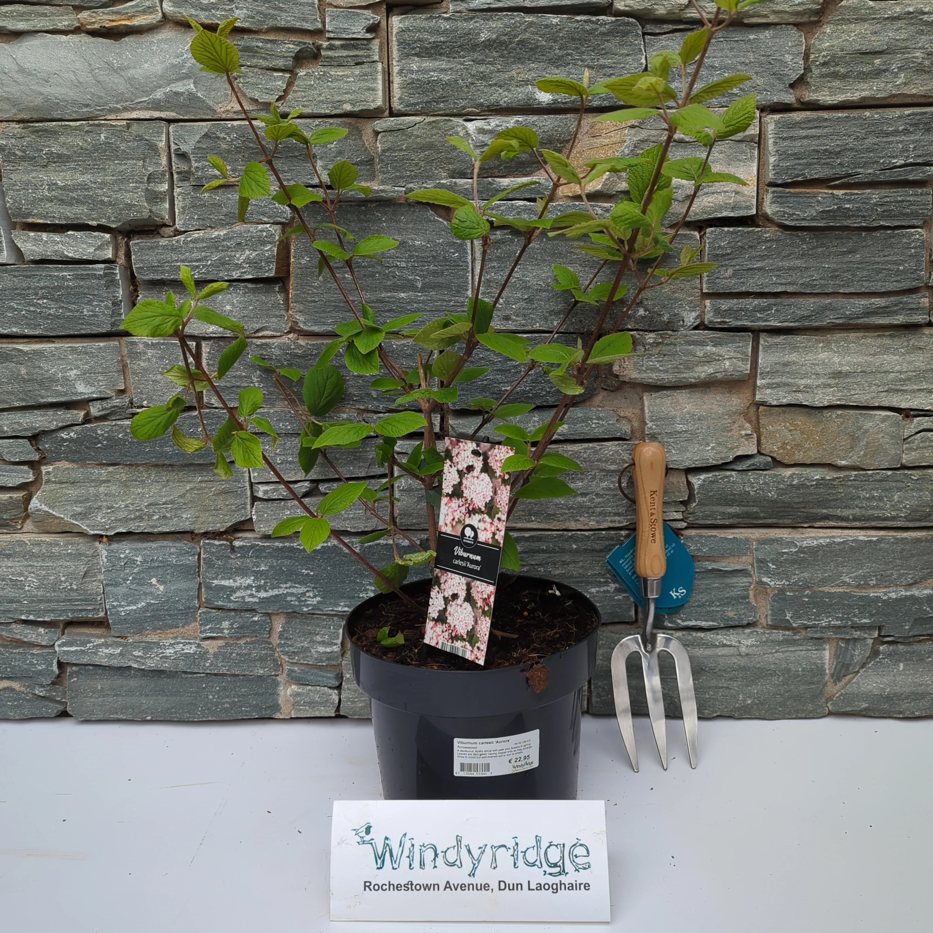 Viburnum carlesii Aurora 40-50 CM C5 - Image 2