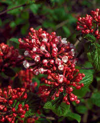 Viburnum carlesii Aurora 40-50 CM C5 - Image 3