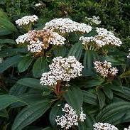 Viburnum Davidii - Image 2