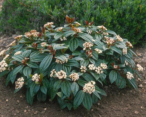VIBURNUM DAVIDII