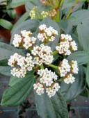 Viburnum davidii  2 Ltr pot
