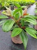 Viburnum davidii  2 Ltr pot - Image 2
