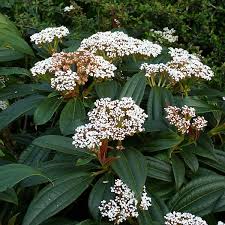 Viburnum Davidii - Image 2