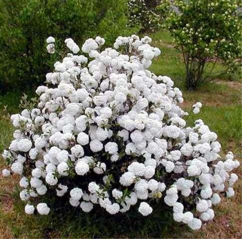 Viburnum Eskimo