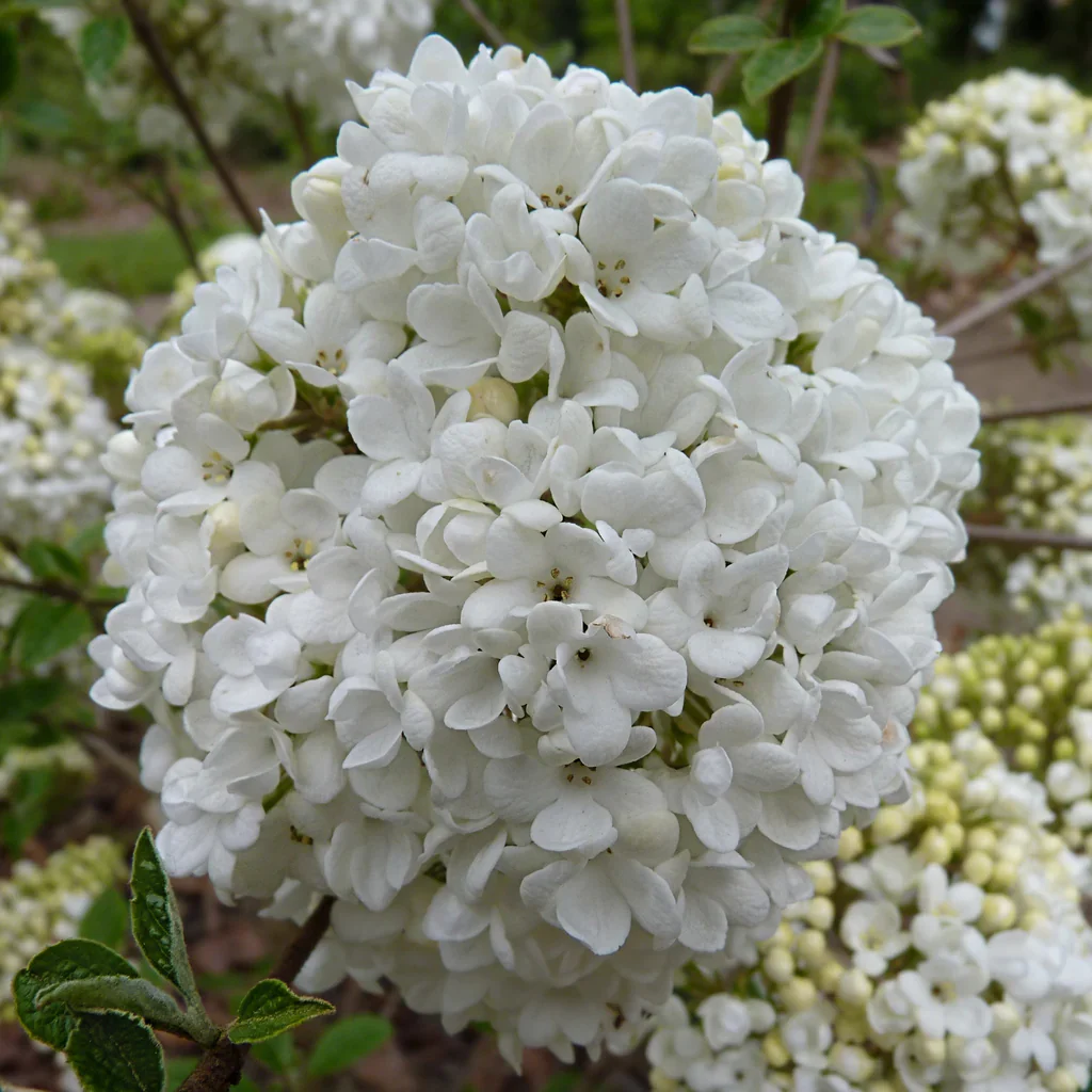 Viburnum Eskimo  4 Ltr pot