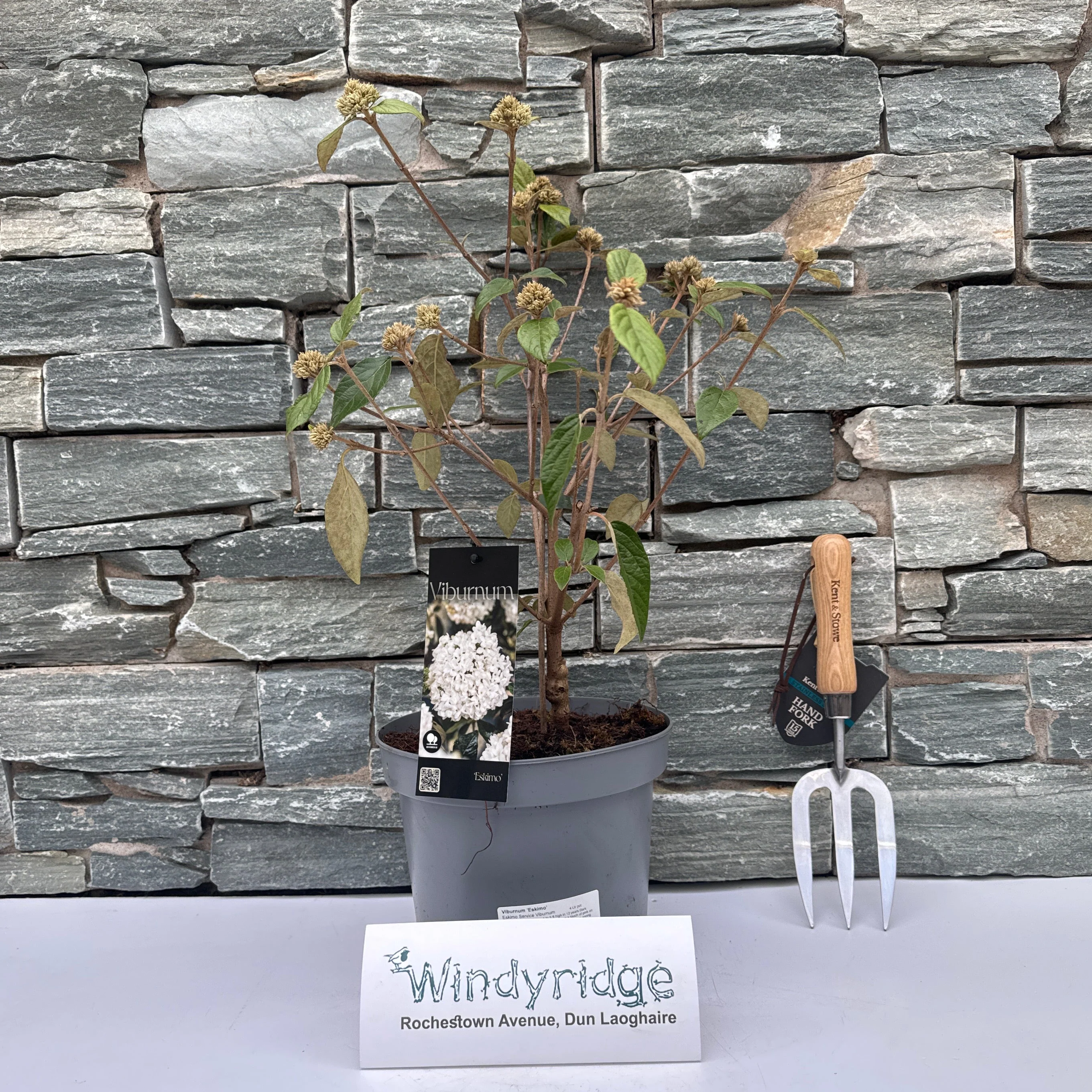 Viburnum Eskimo  4 Ltr pot - Image 2