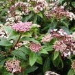 Viburnum Eves Price - Image 2