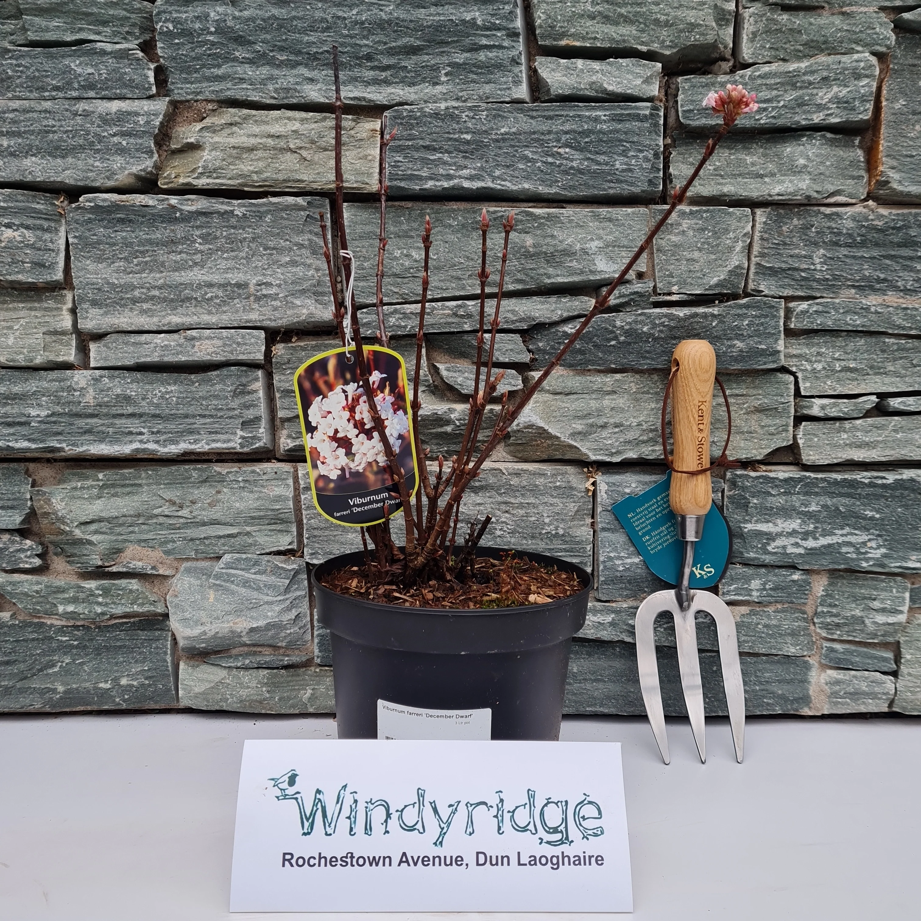 Viburnum farreri December Dwarf  3 Ltr pot - Image 2
