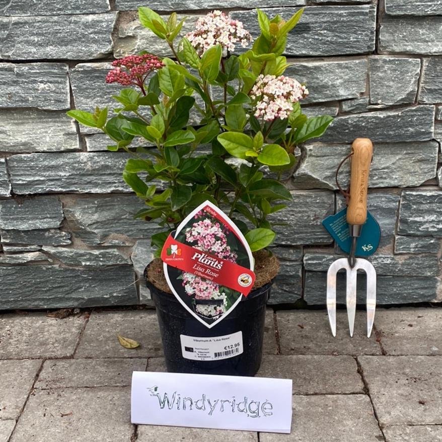 Viburnum Lisa Rose - Image 2
