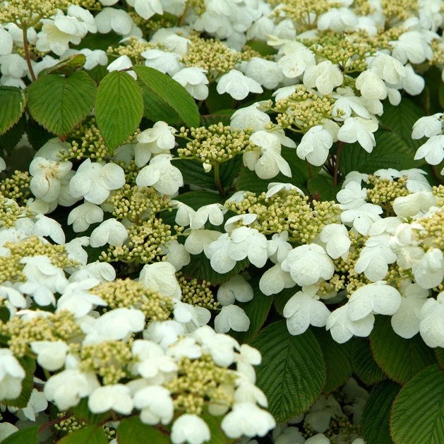 Viburnum Mariesii