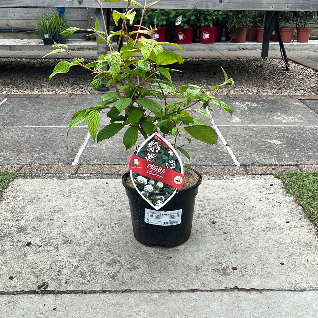 Viburnum Mariesii - Image 2