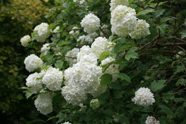 Viburnum Opulus