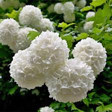 Viburnum opulus Roseum C3.5