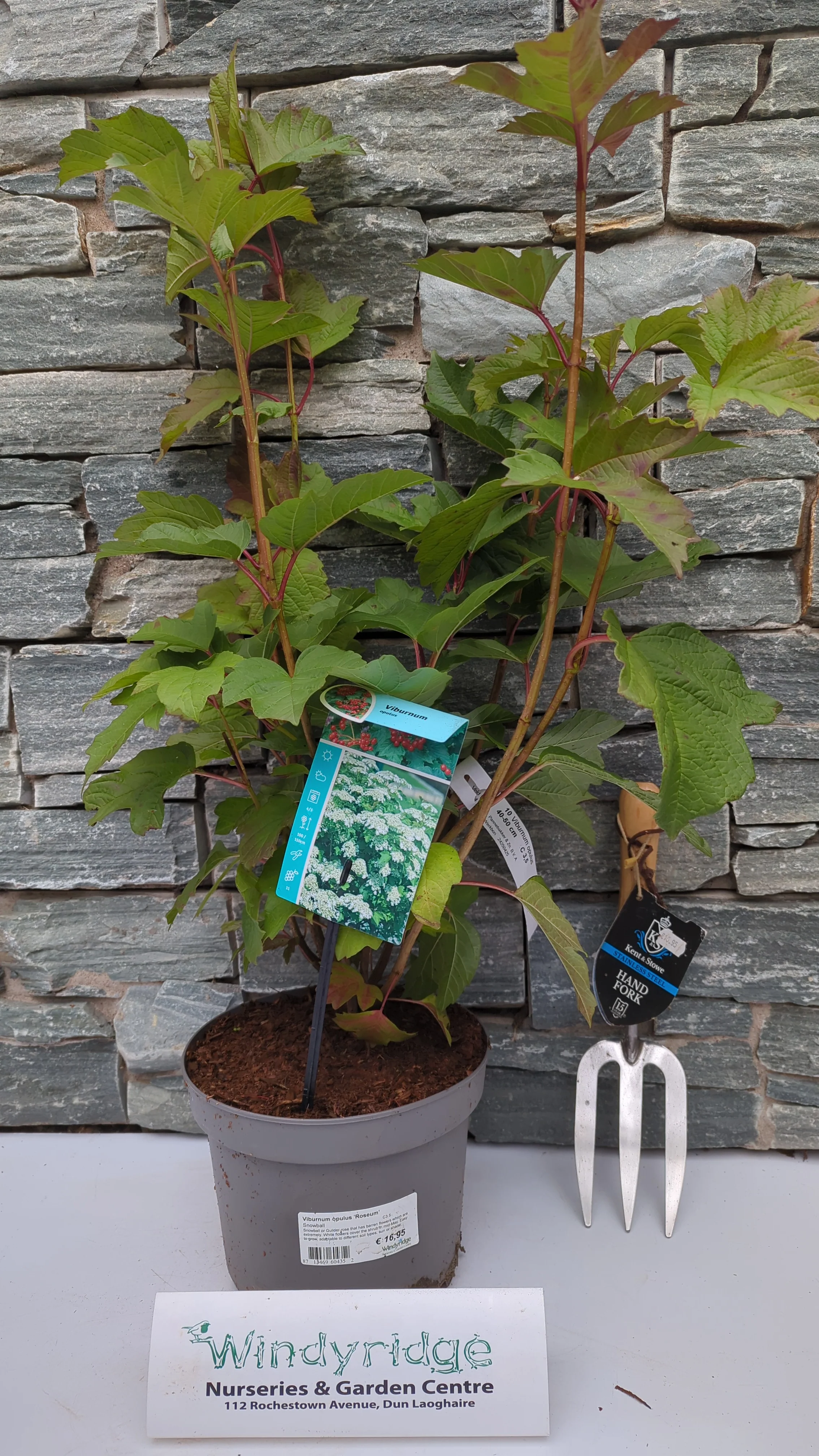 Viburnum opulus Roseum C3.5 - Image 4