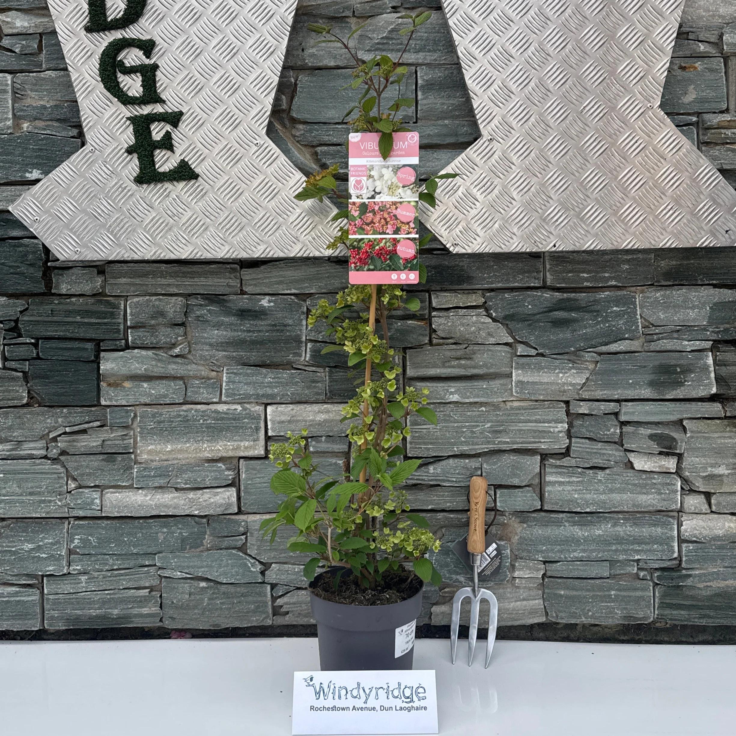 Viburnum plic Kilimandjaro Sunrise PBR
