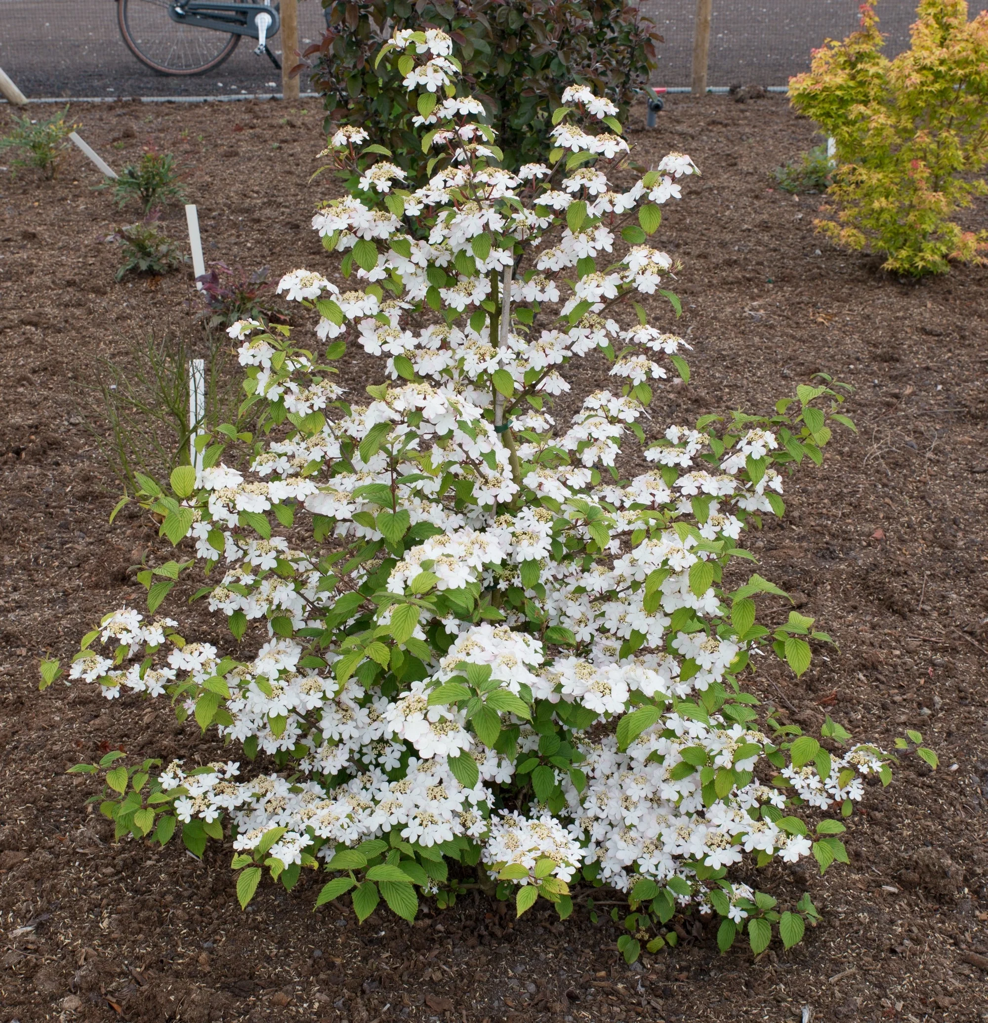Viburnum plic Kilimandjaro Sunrise PBR - Image 10