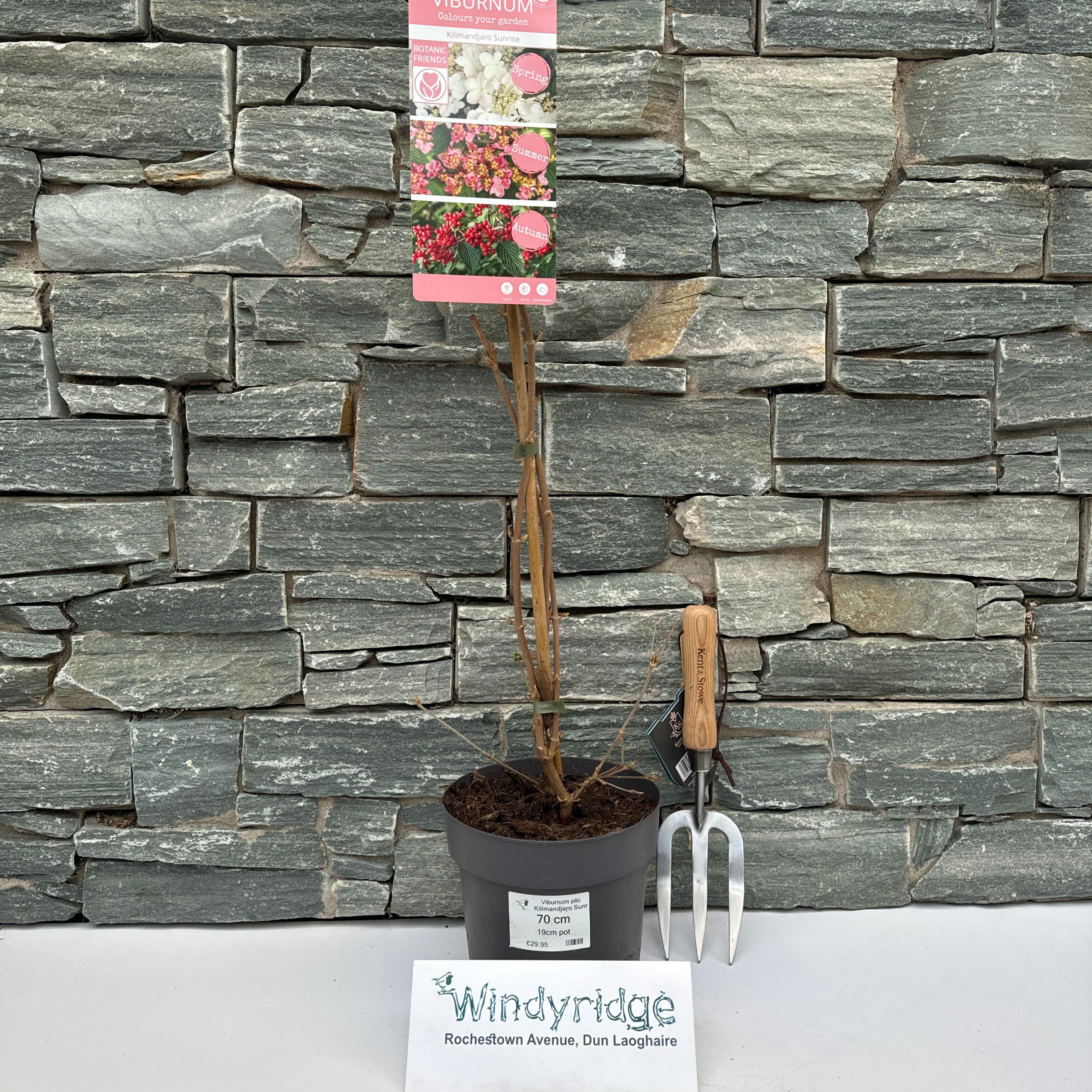 Viburnum plic Kilimandjaro Sunrise PBR - Image 4