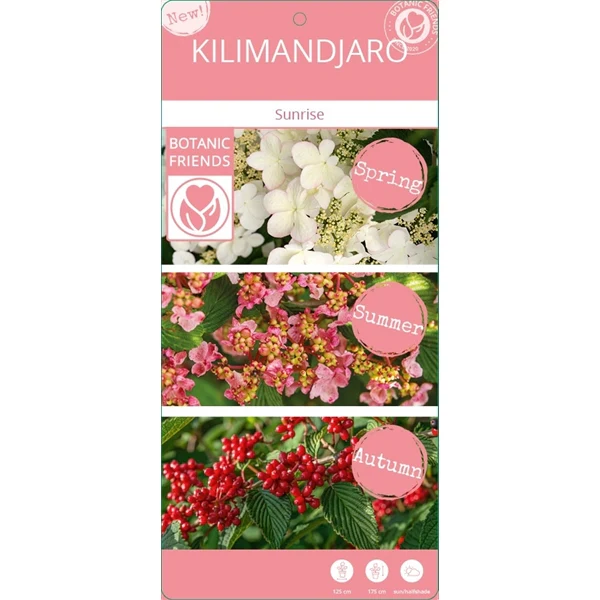 Viburnum plic Kilimandjaro Sunrise PBR - Image 7