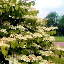 Viburnum plic. Mariesii  40-50 CM C5 - Image 3