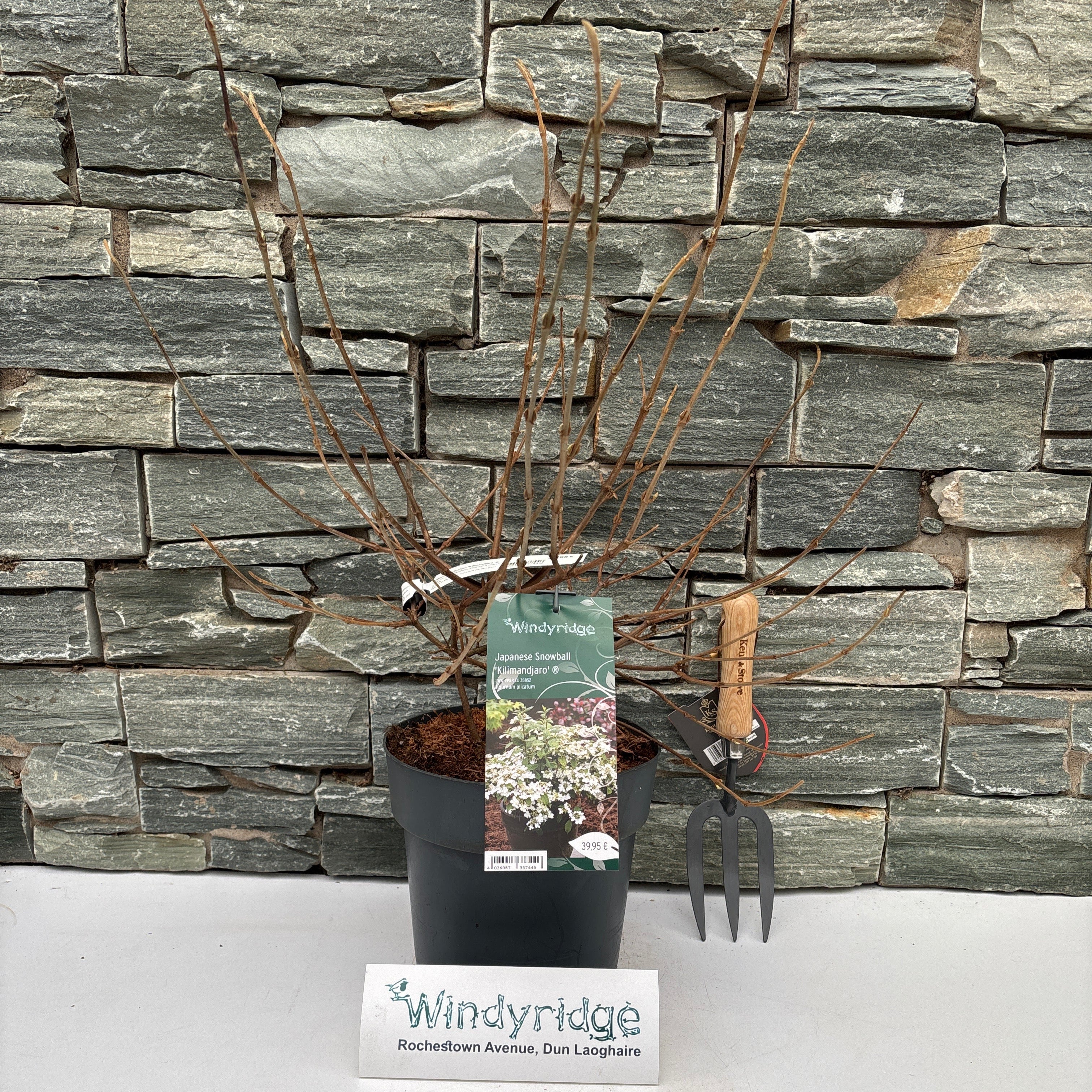 Viburnum plicatum Kilimandjaro