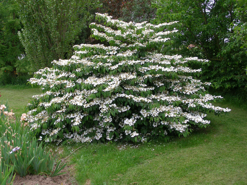 Viburnum plicatum Mariesii