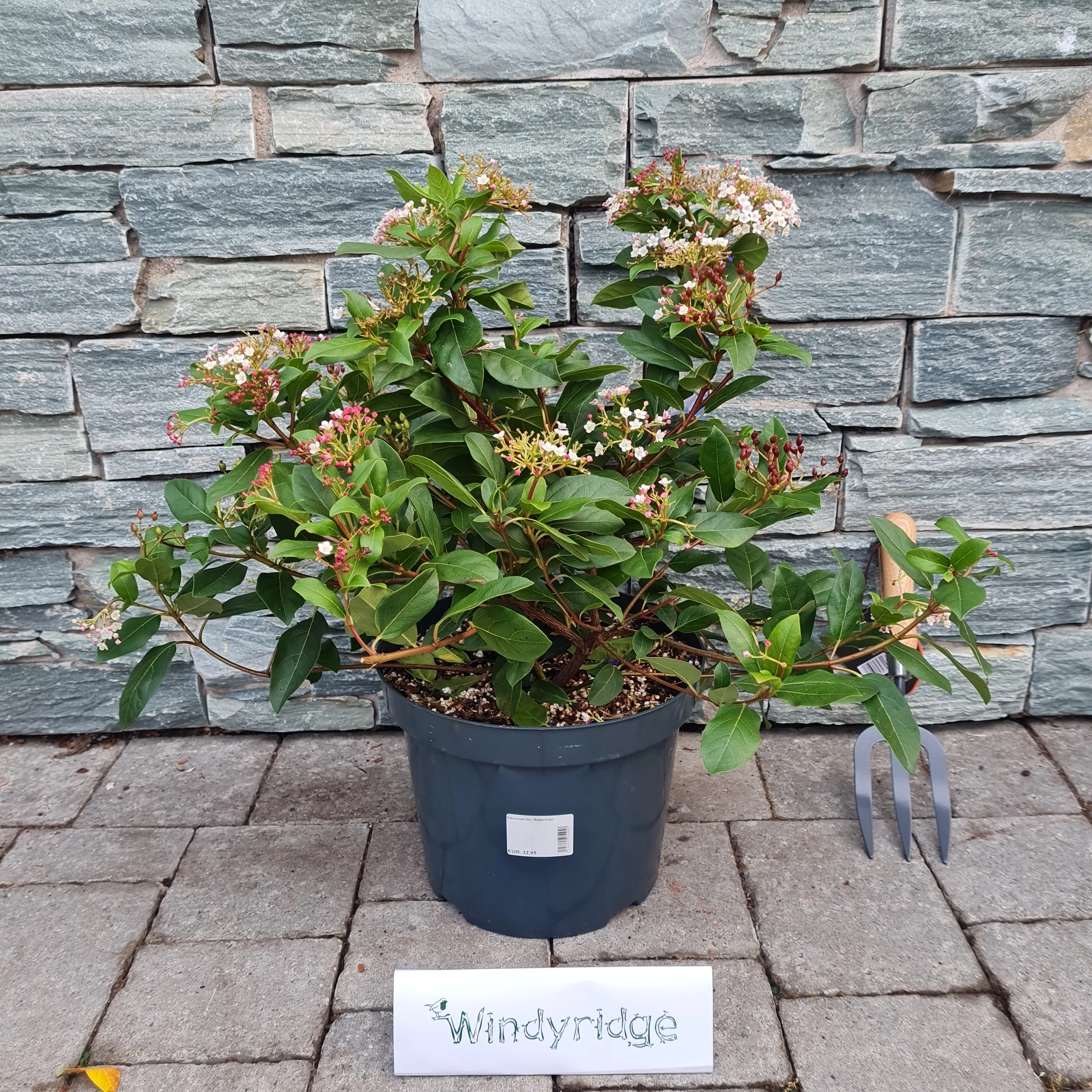 Viburnum tin. Gwenllian - Image 3