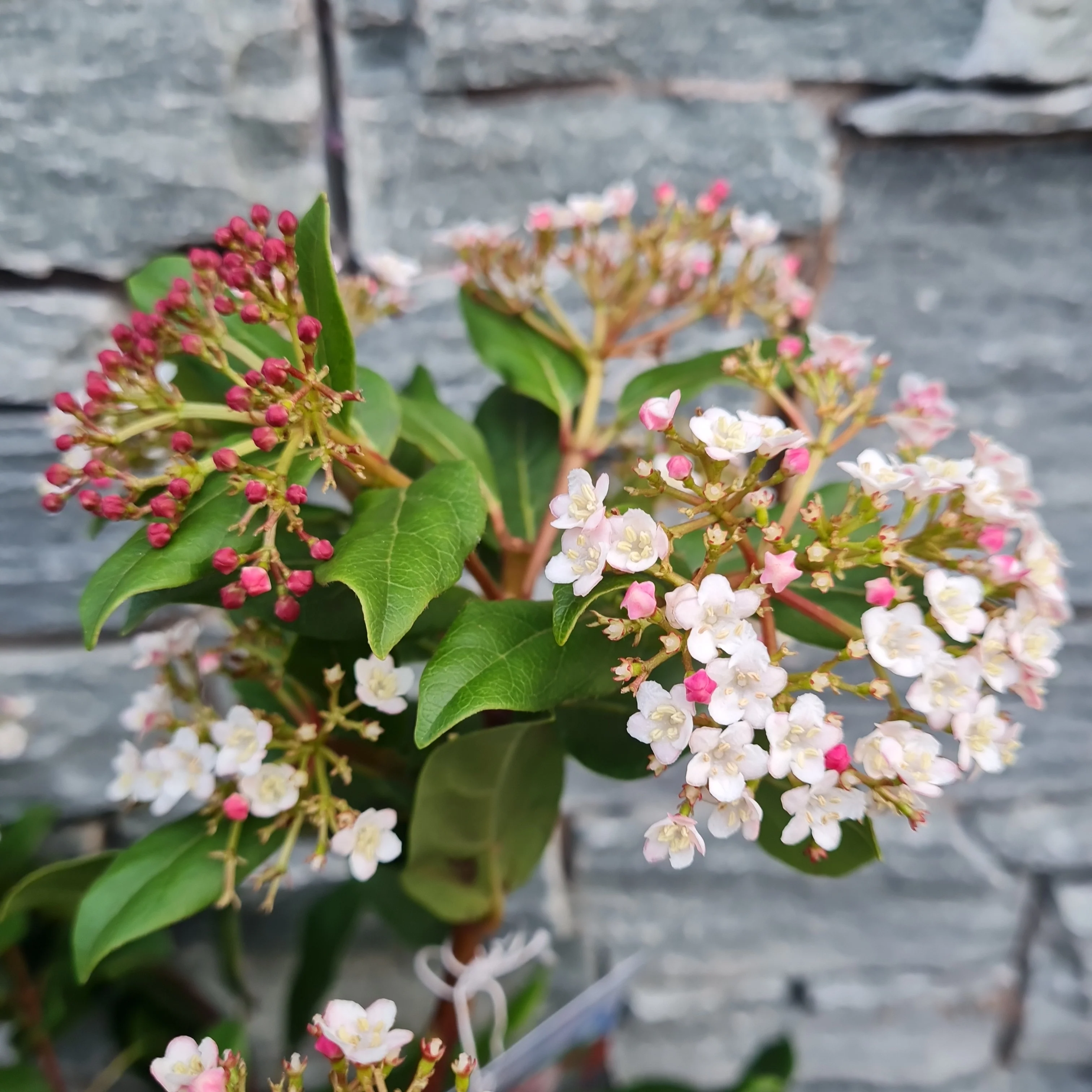 Viburnum tin. Gwenllian - Image 4