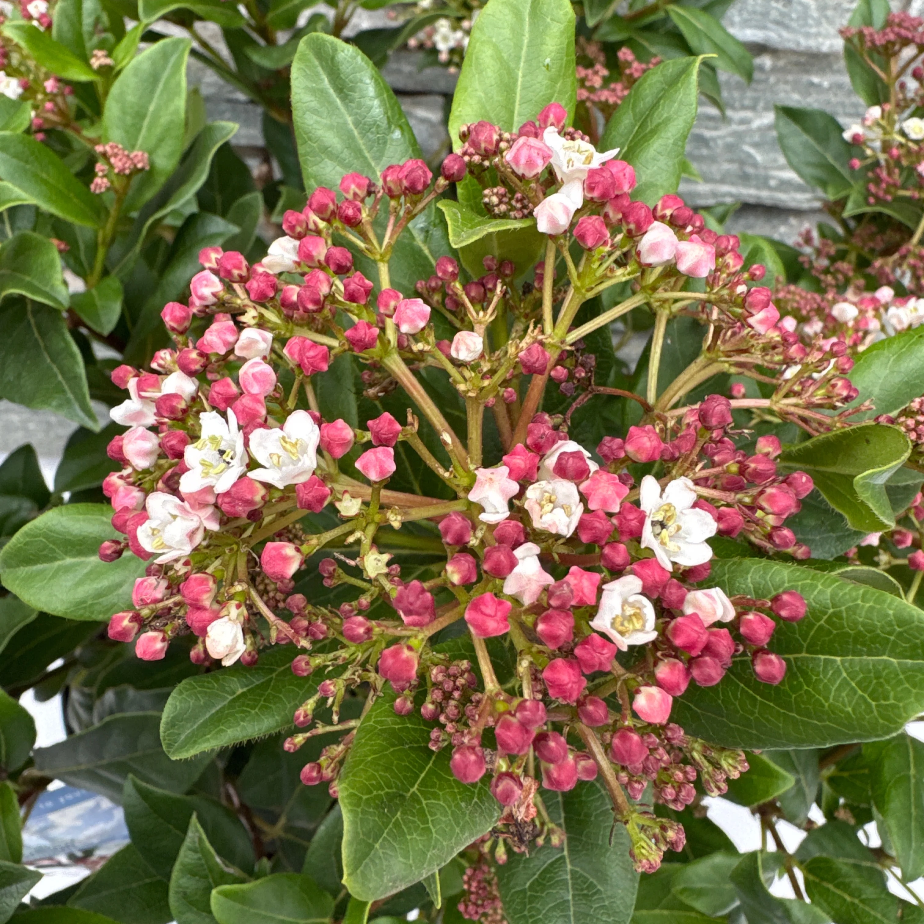Viburnum tin. Gwenllian - Image 2
