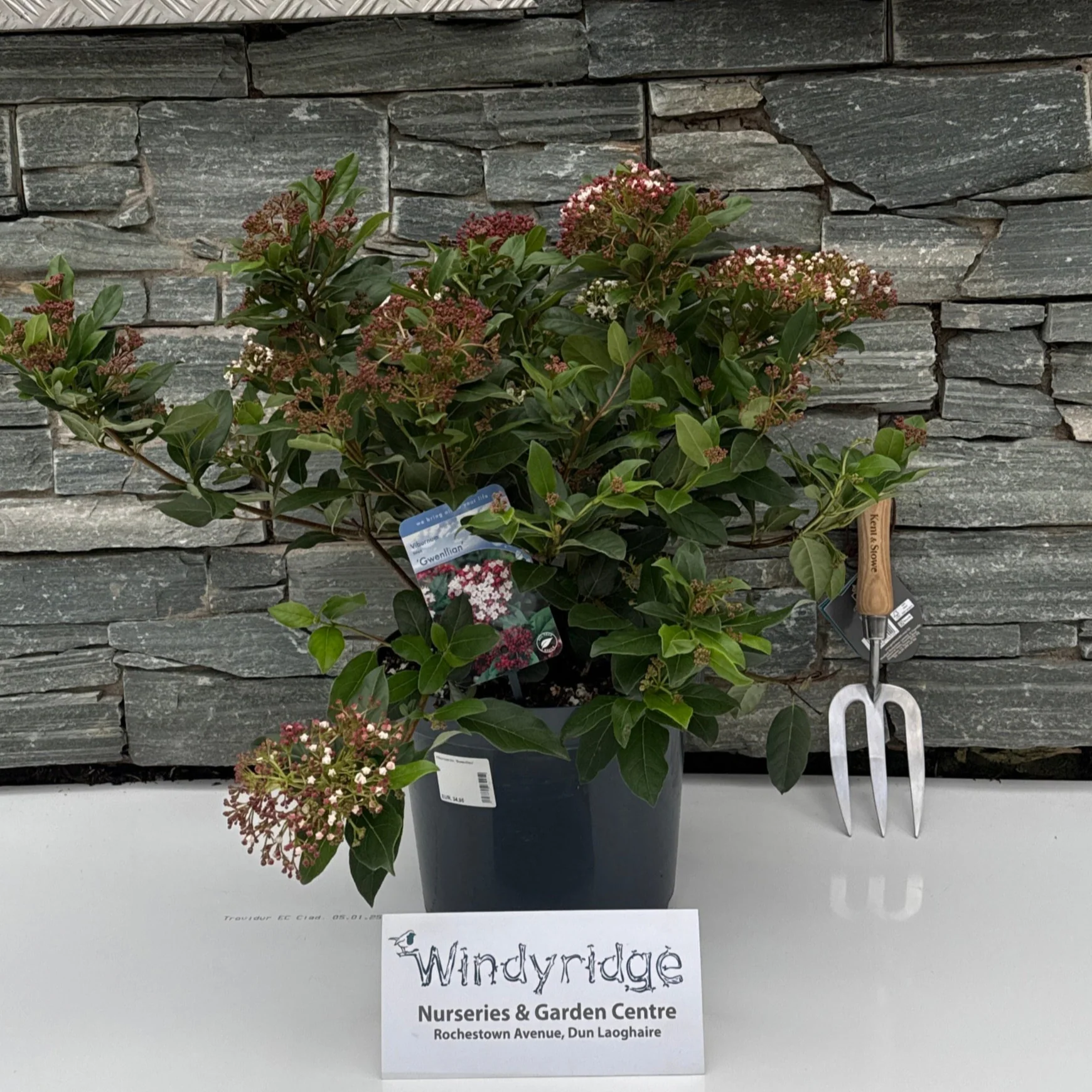 Viburnum tin. Gwenllian - Image 3