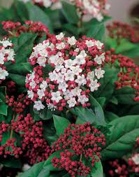 Viburnum tin. Lisarose