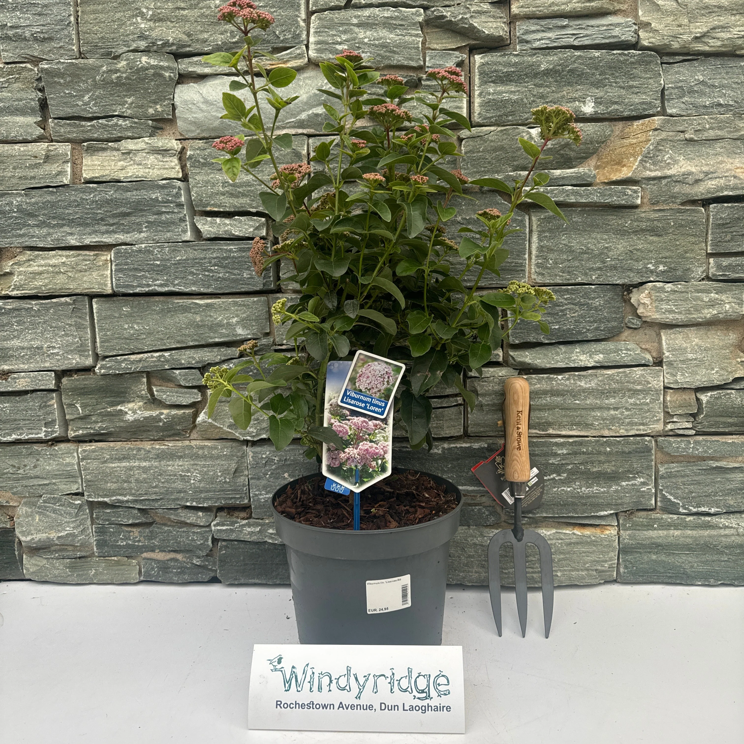 Viburnum tin. Lisarose - Image 2