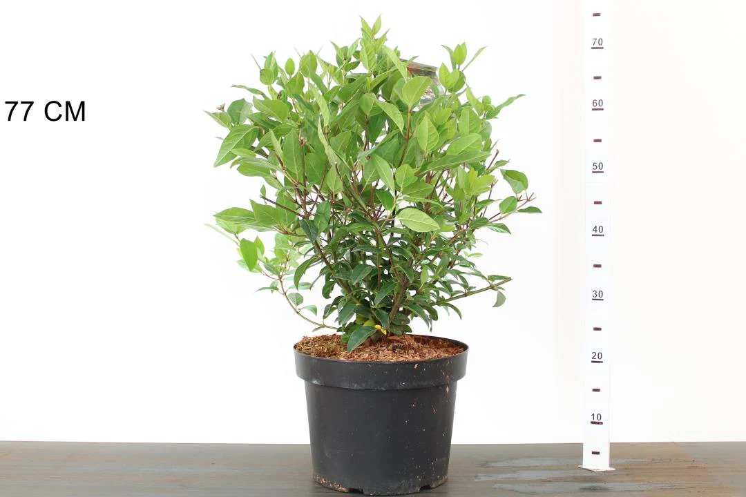 Viburnum tin. Spirit