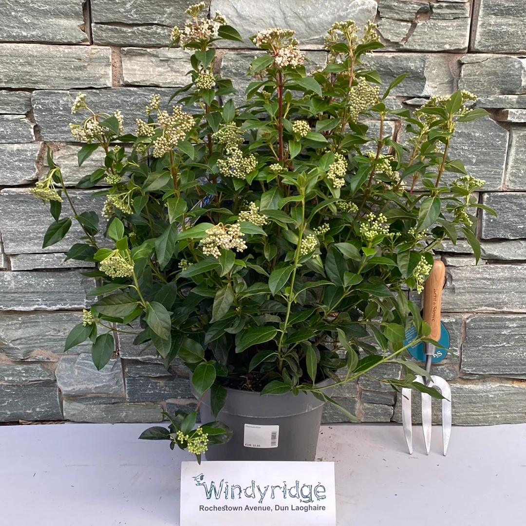 Viburnum tinus - Image 2