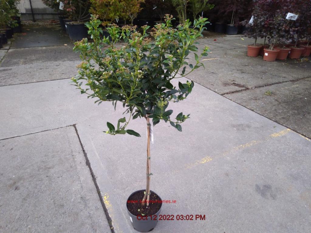 VIBURNUM tinus 60cm Stem