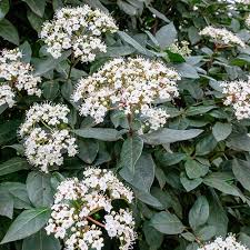 VIBURNUM tinus Eva Price  Std  15L - Image 2