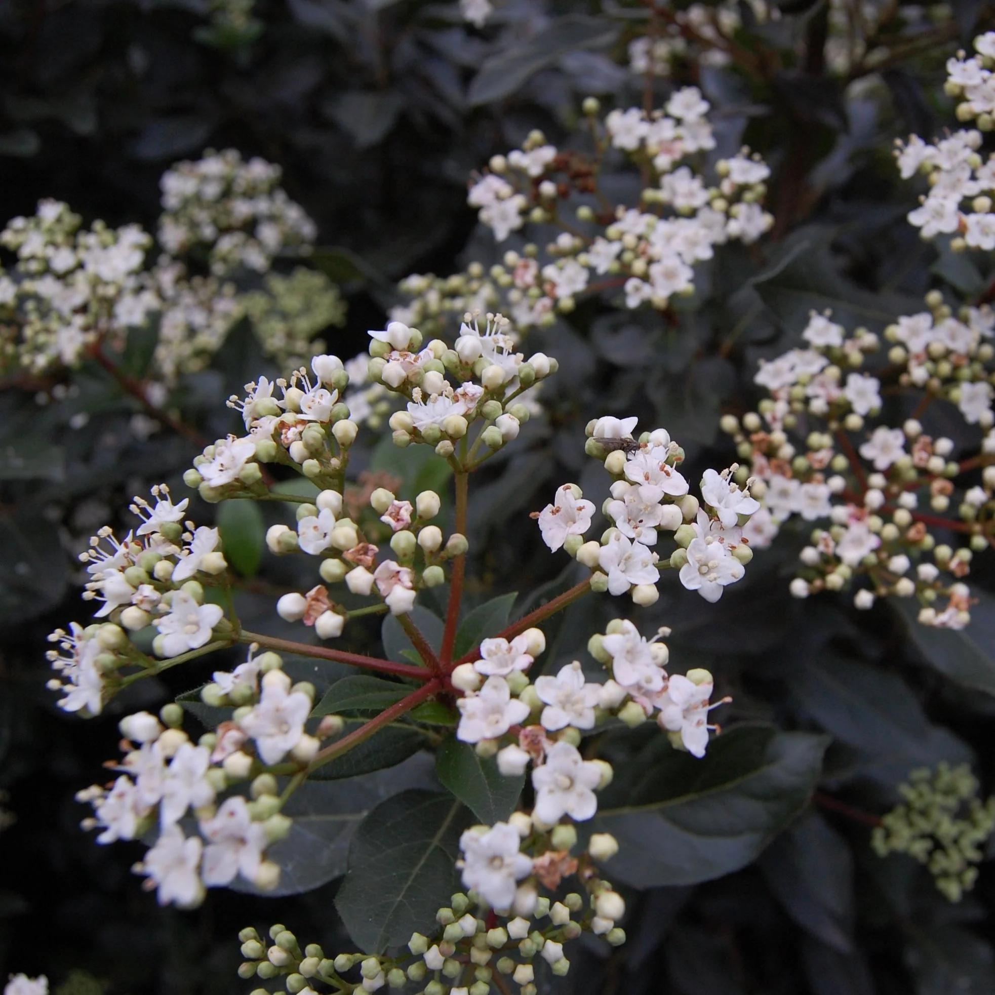 VIBURNUM tinus Eve Price