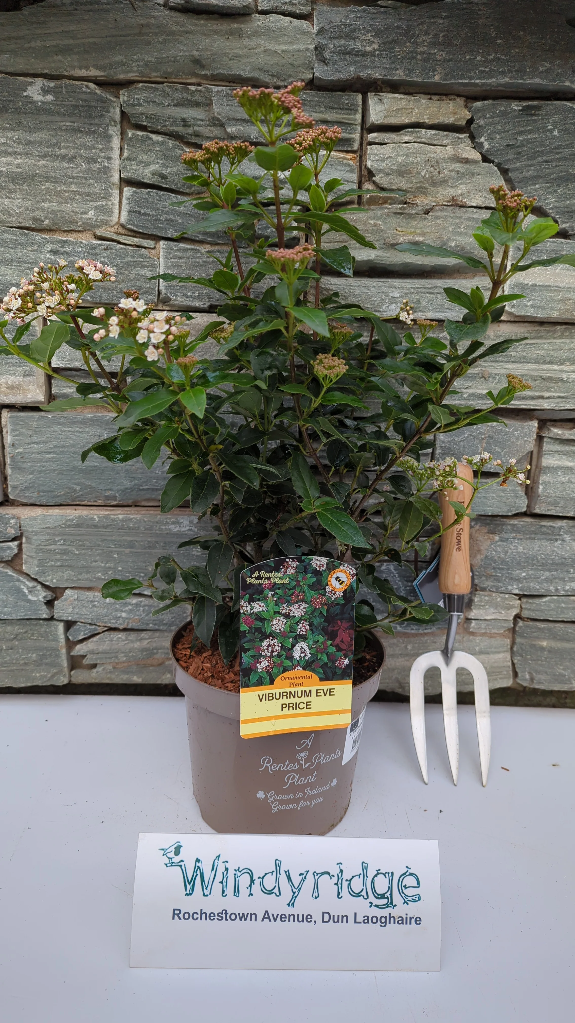 VIBURNUM TINUS EVE PRICE - Image 2