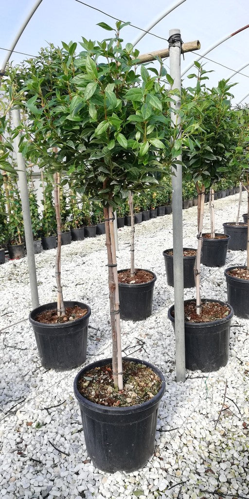 VIBURNUM TINUS EVE PRICE CLT 12    CHIOMA 30 - 40 CM 1/4 STD