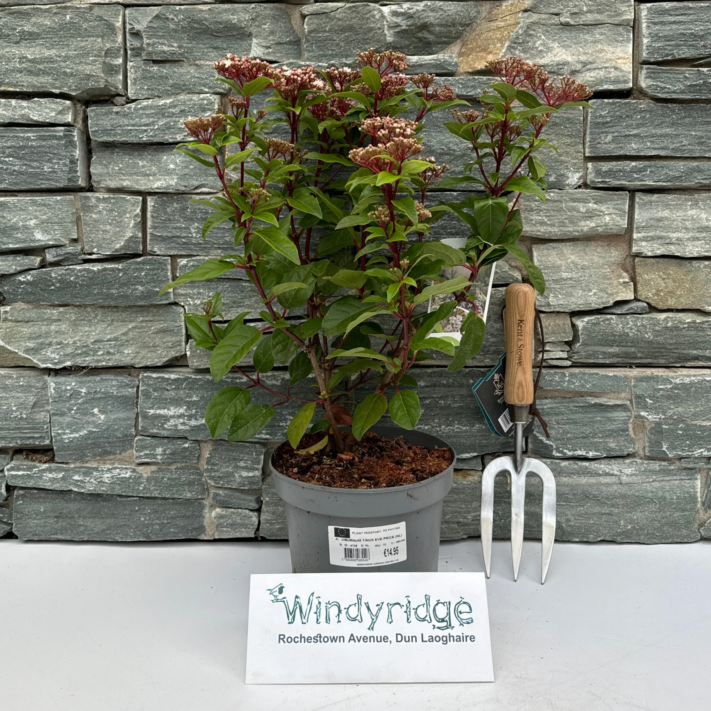 VIBURNUM TINUS EVE PRICE (NL) - Image 2