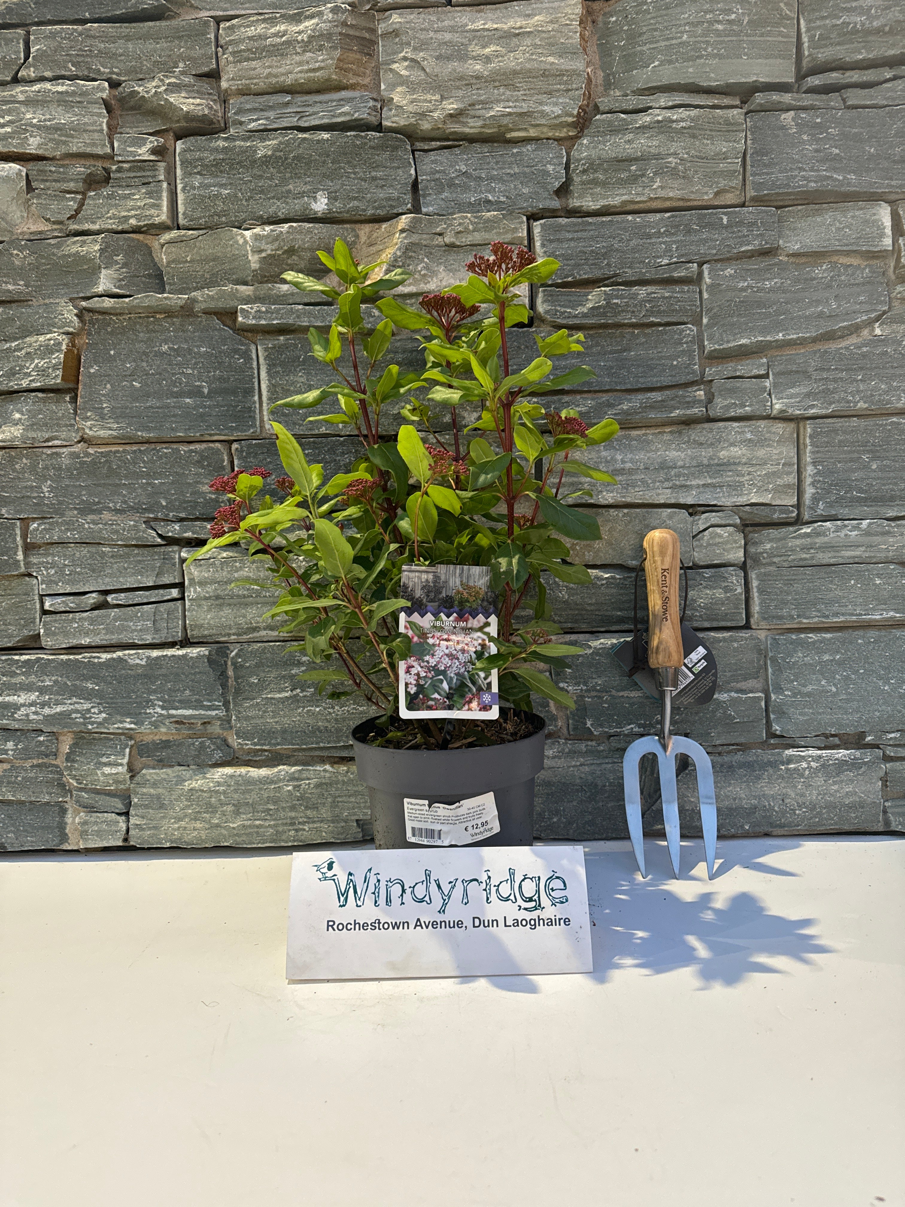 Viburnum tinus Gwenllian  30-40 CM C2 - Image 2