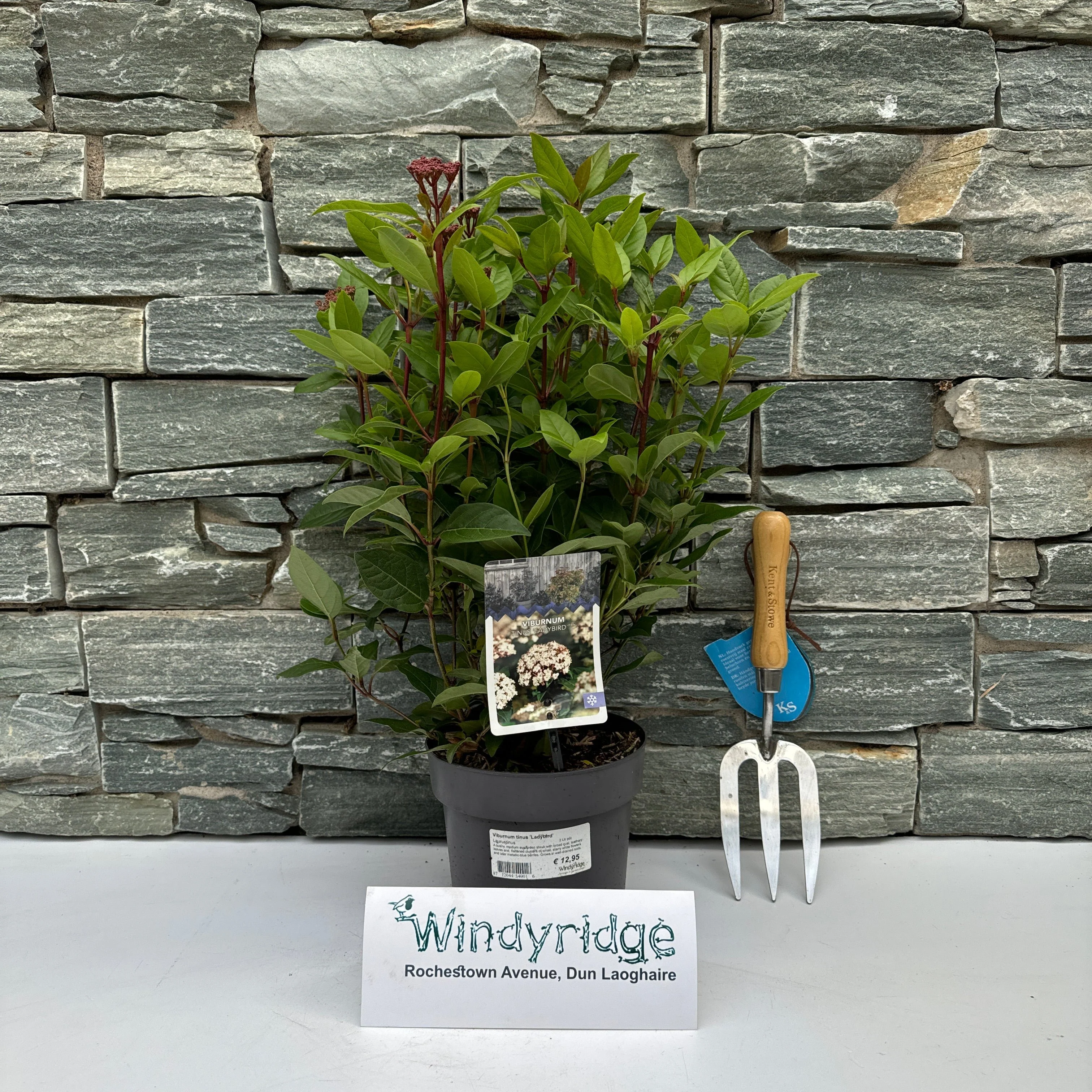 Viburnum tinus Ladybird  2 Ltr pot - Image 2