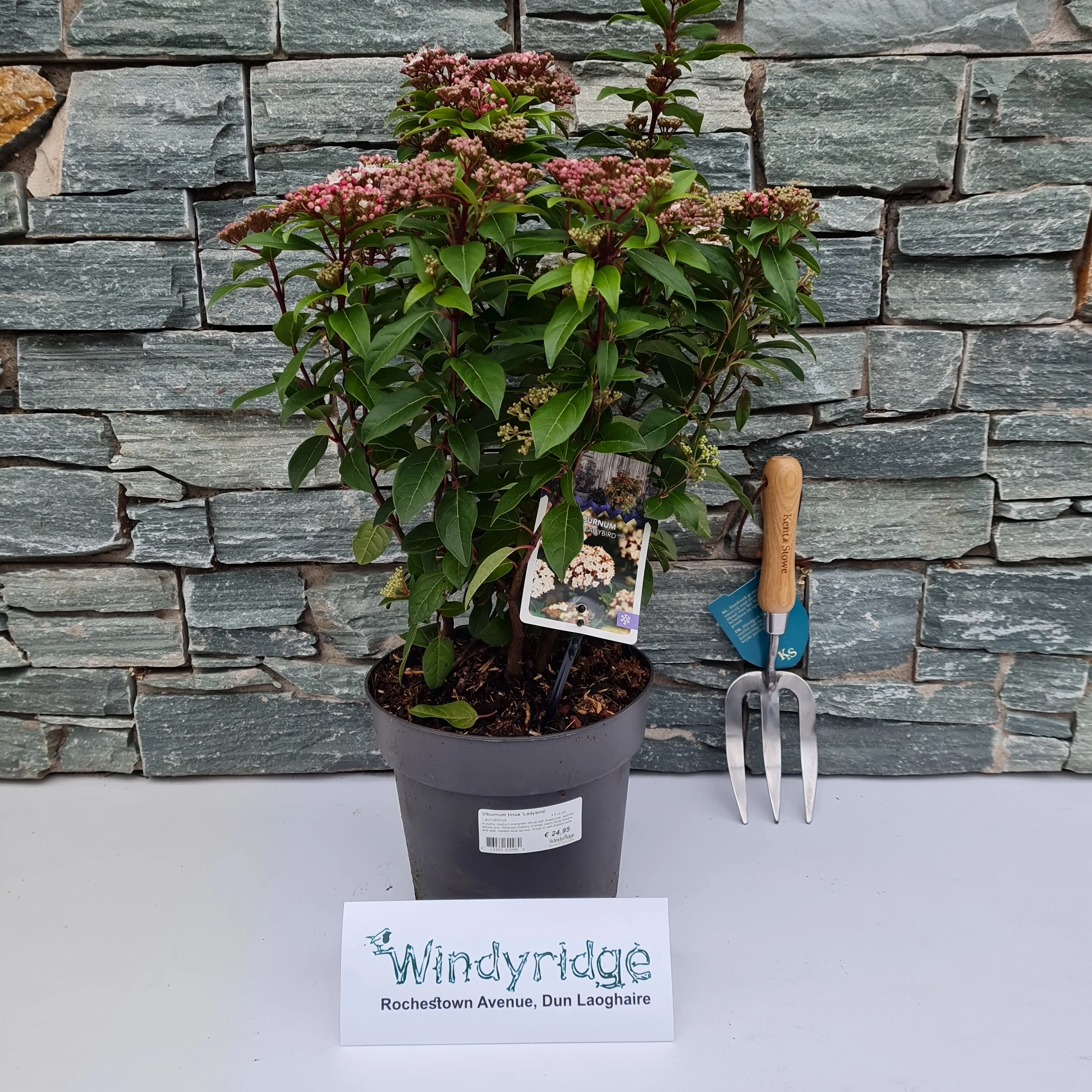 Viburnum tinus  Ladybird  / 4.5 Ltr pot - Image 2