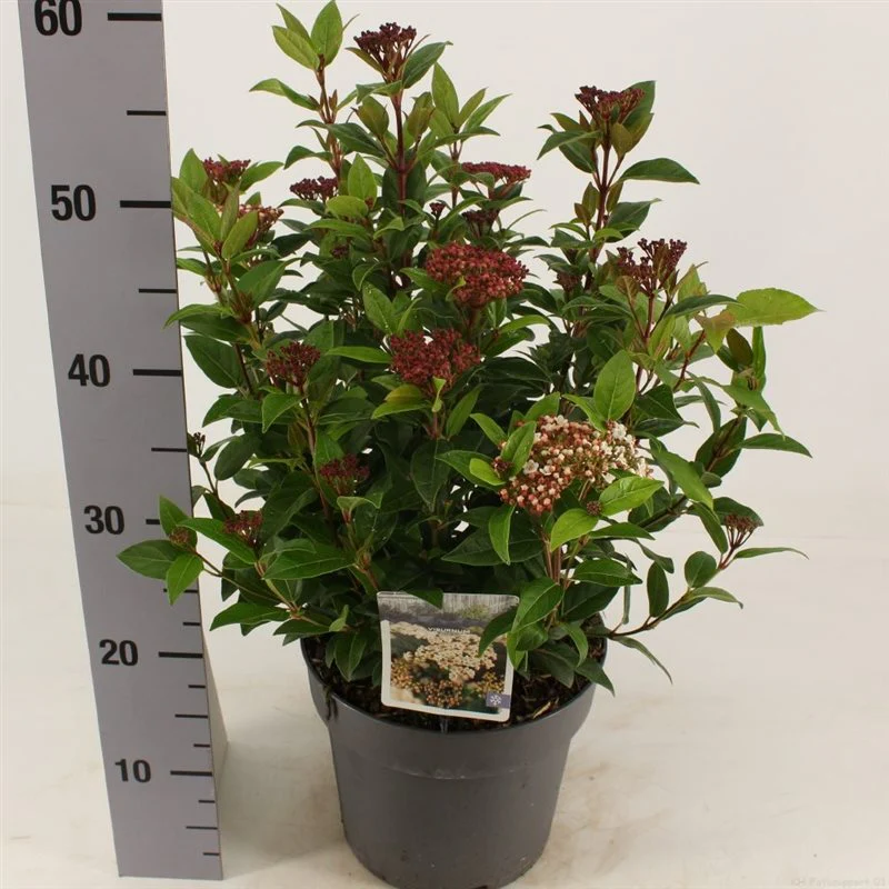 Viburnum tinus  Ladybird  / 4.5 Ltr pot - Image 3