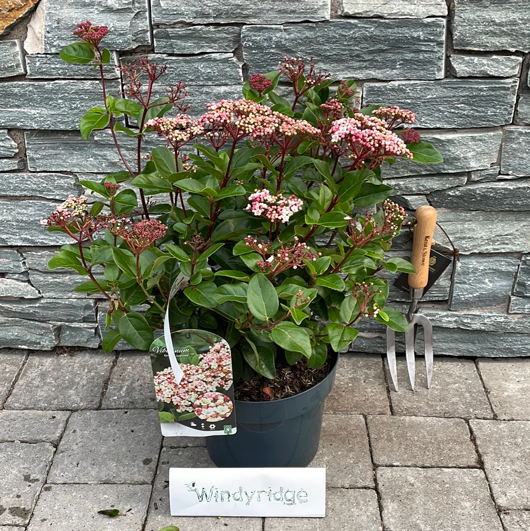 VIBURNUM TINUS LISA ROSE - Image 2
