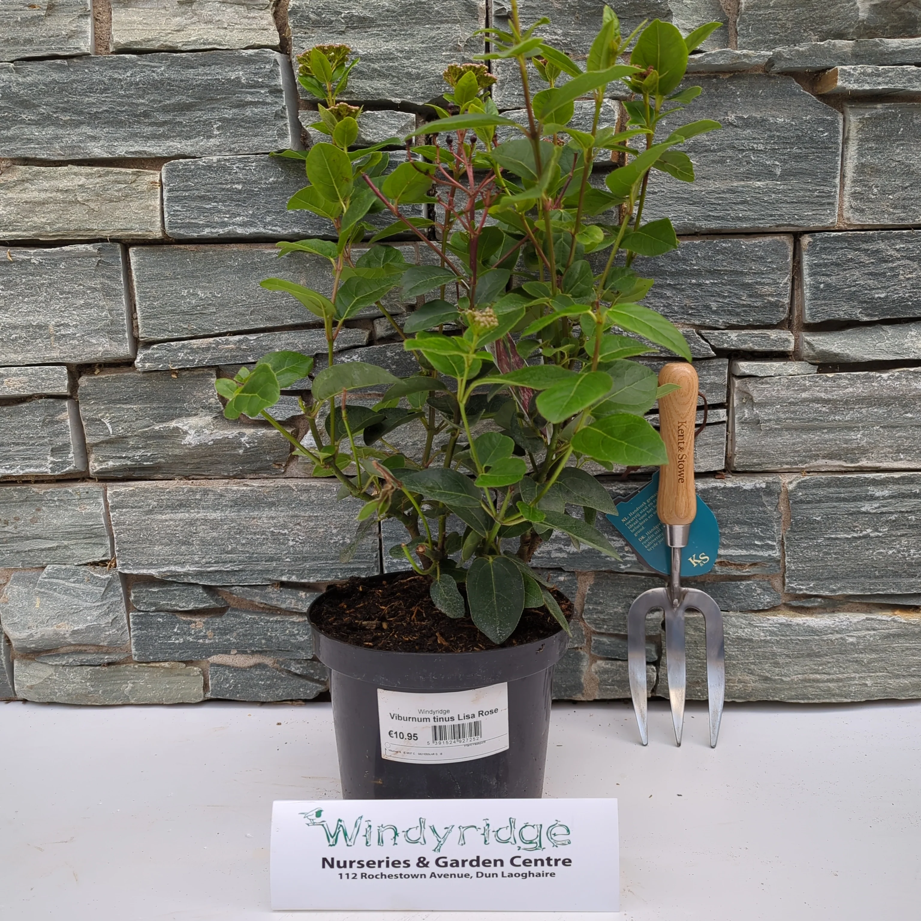 Viburnum tinus Lisa rose - Image 2