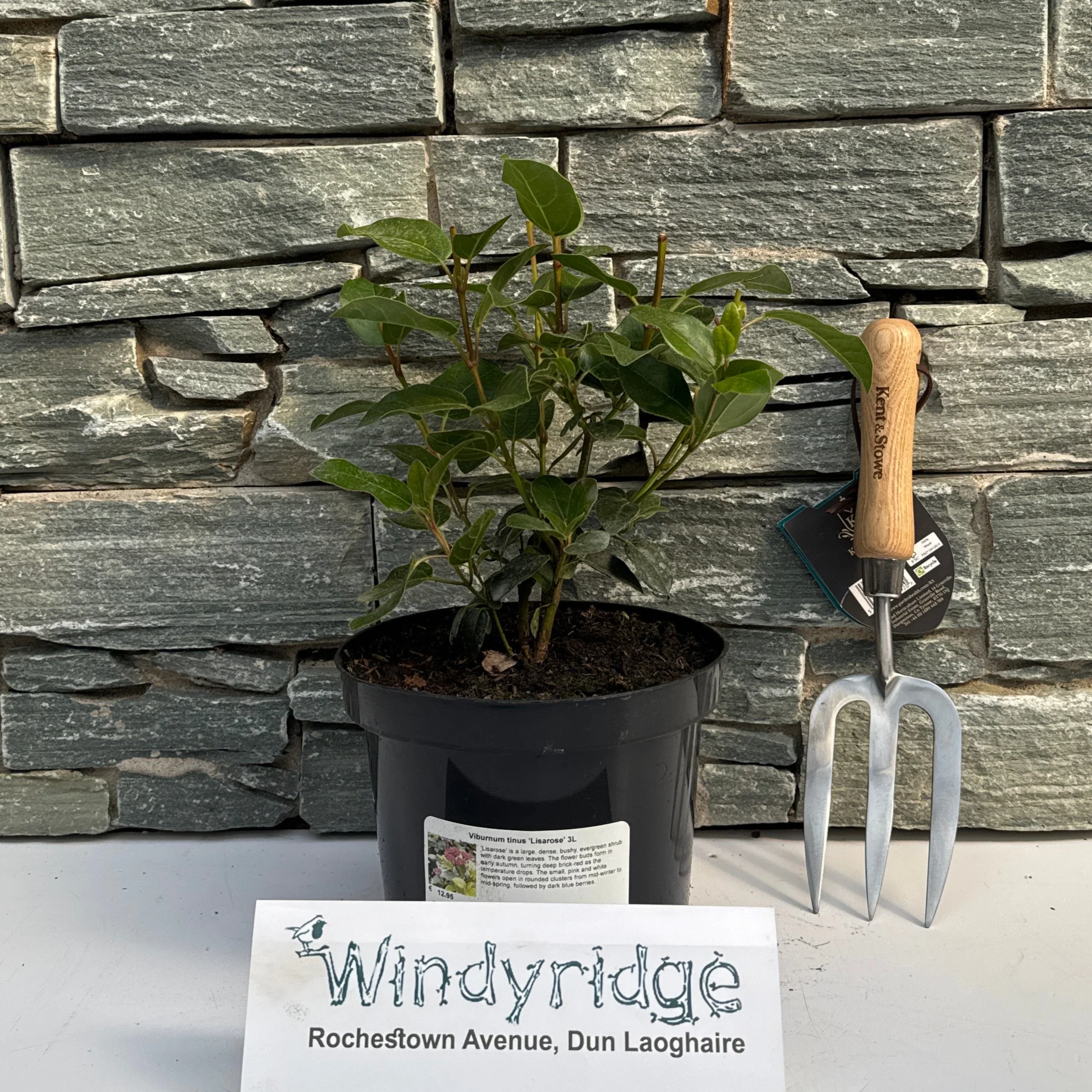 Viburnum tinus Lisarose 3L