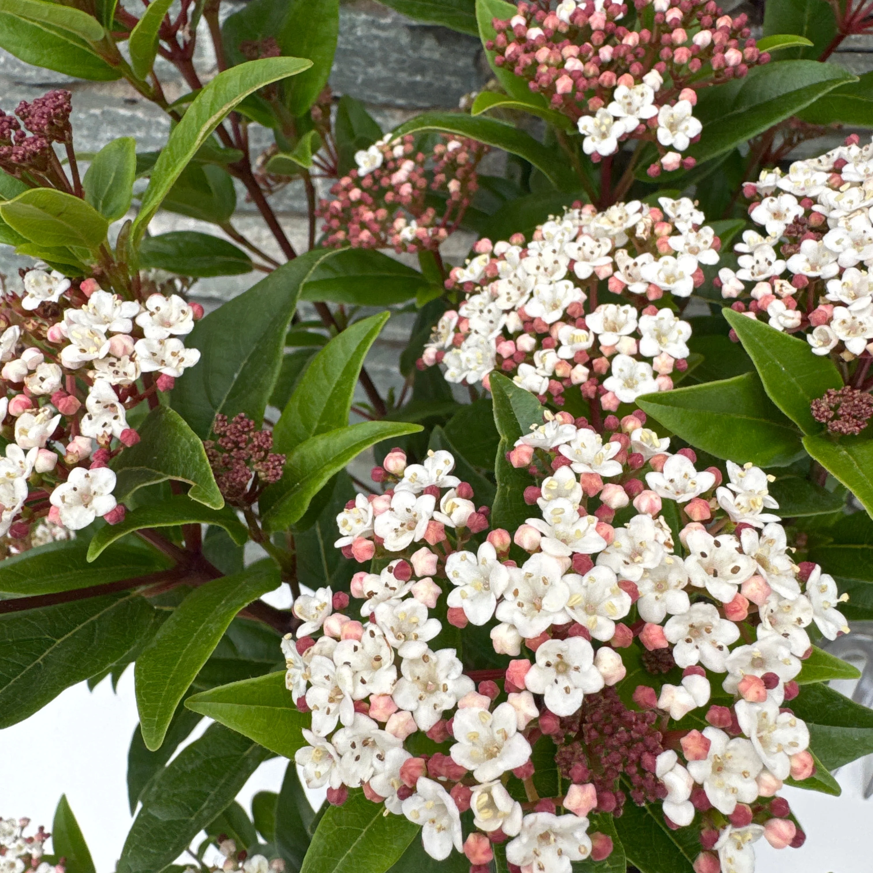 VIBURNUM TINUS SPIRIT - Image 2